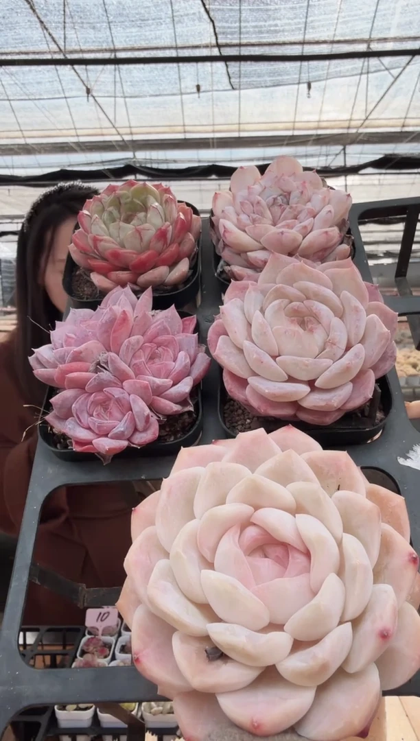 东云多肉园新款-69