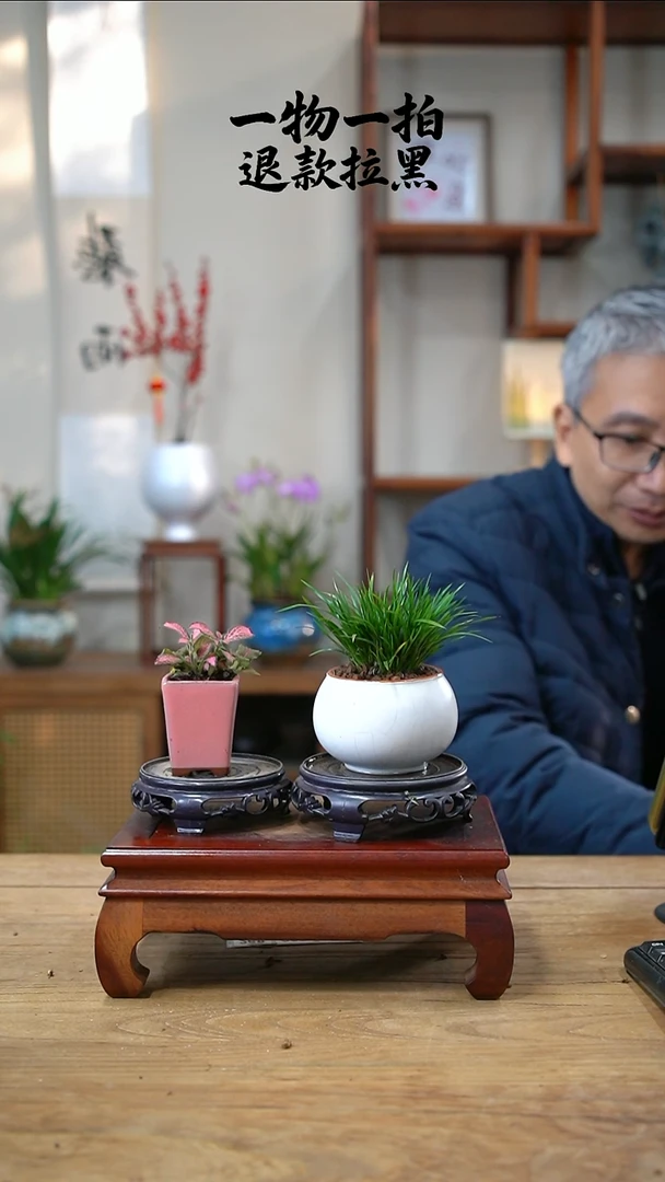 完全开放長*258菖蒲+玉龙草