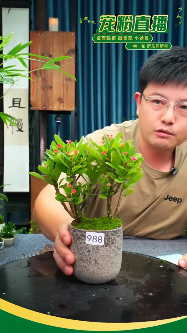 无花朵苔藓微景观988号