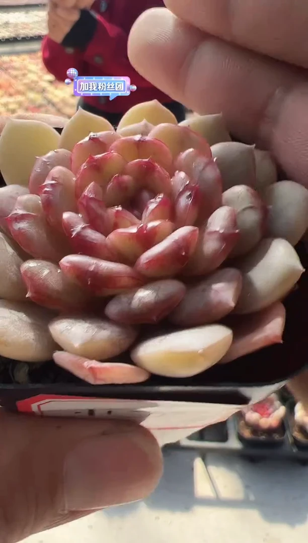 【闪购商品】小灯泡-6