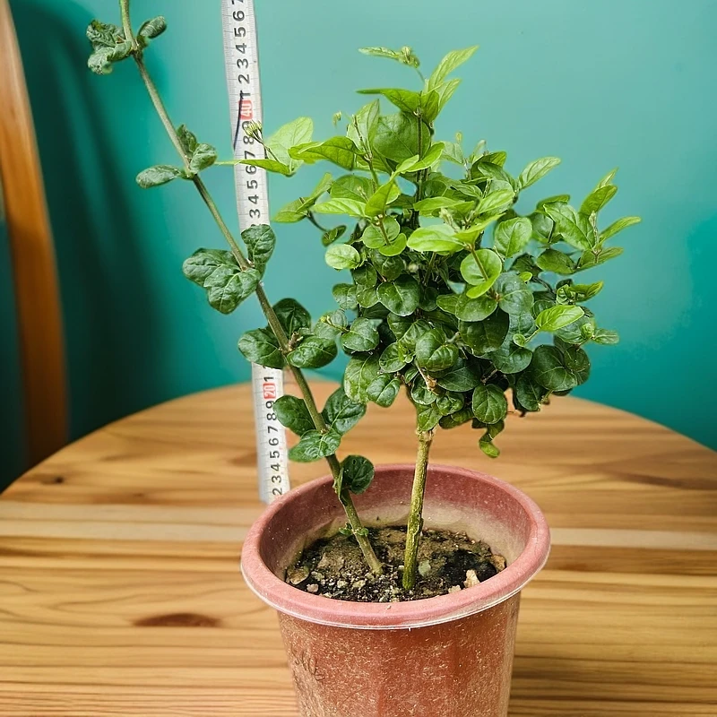 带强笋三叶轮生 巴西菊花茉莉 可高压 剔本 扦插