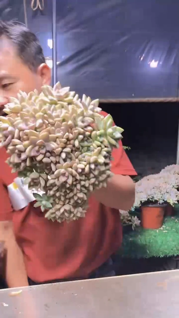 550淡雪缀化一物一拍