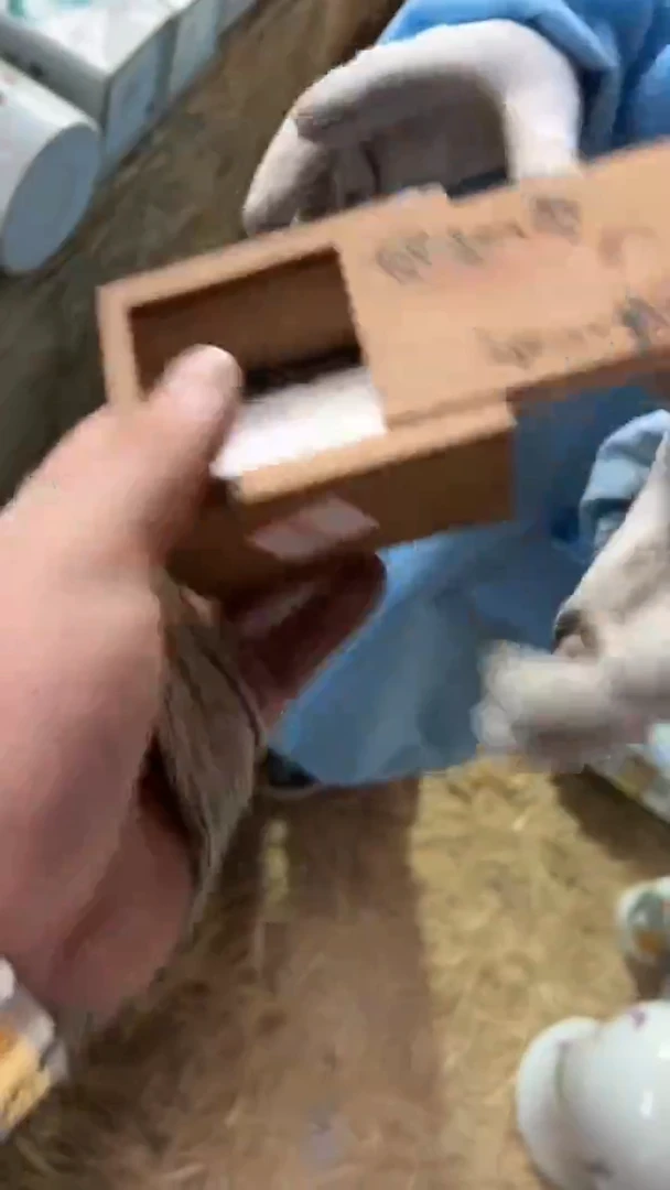 摆件摆件摆件摆件