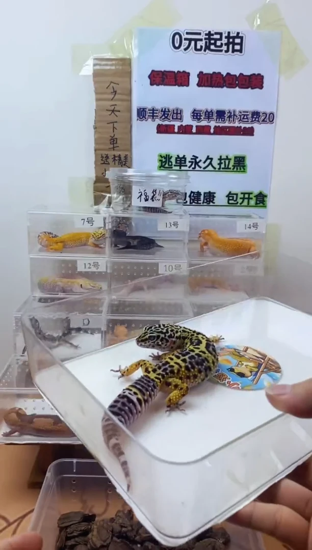 豹纹守宫豹纹守宫幼苗亚成体成体