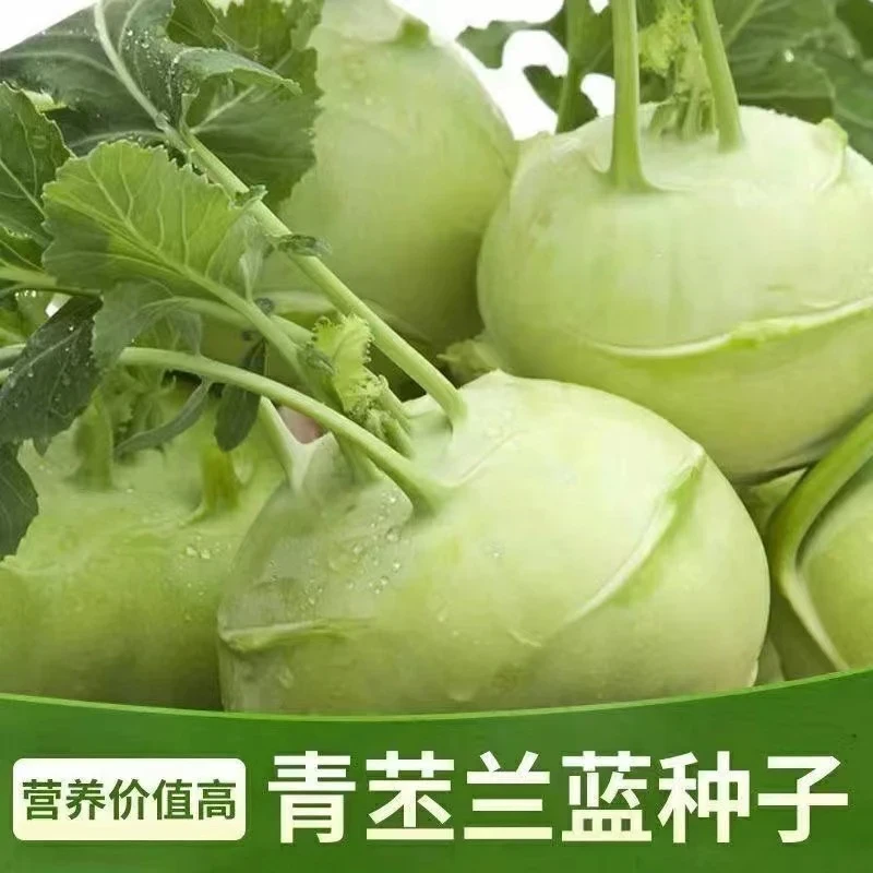 【全店满8包包邮】青苤兰种子