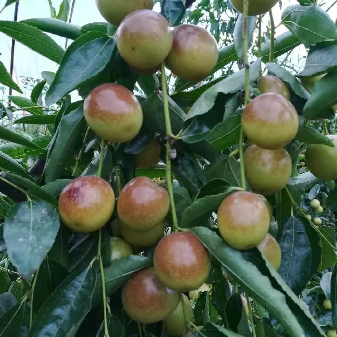 花园庭院 {三代冰糖脆栆}金钱树绿植 耐寒耐旱南北方可种