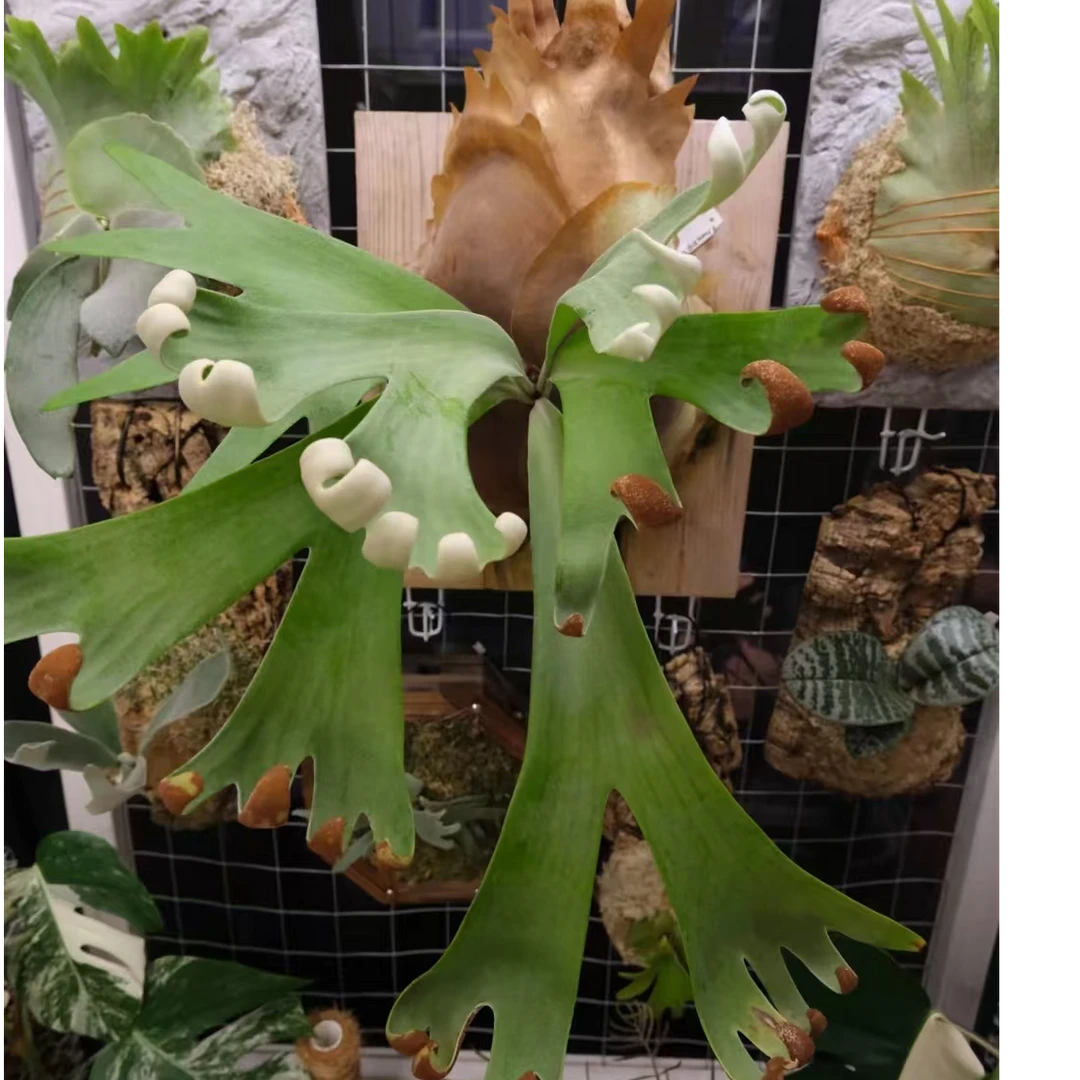 卷卷鹿鹿角蕨，中文名冯诗琪FSQ，网红款新手友好，室内装饰板植热植