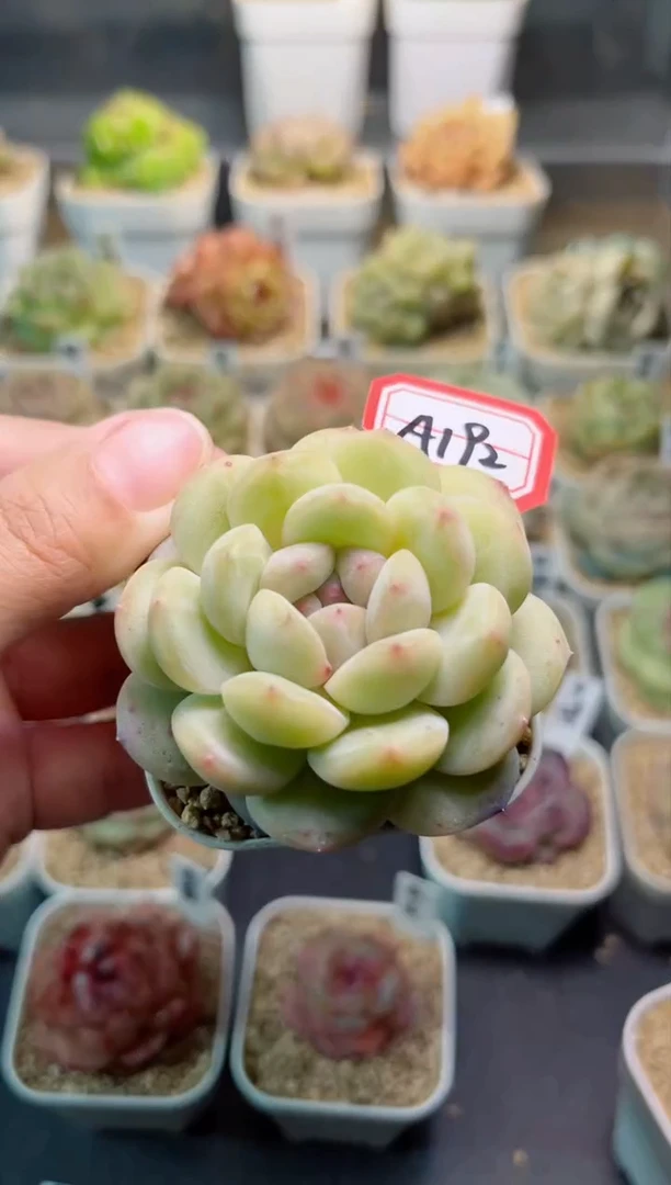 【闪购商品】A192持珠一物一拍