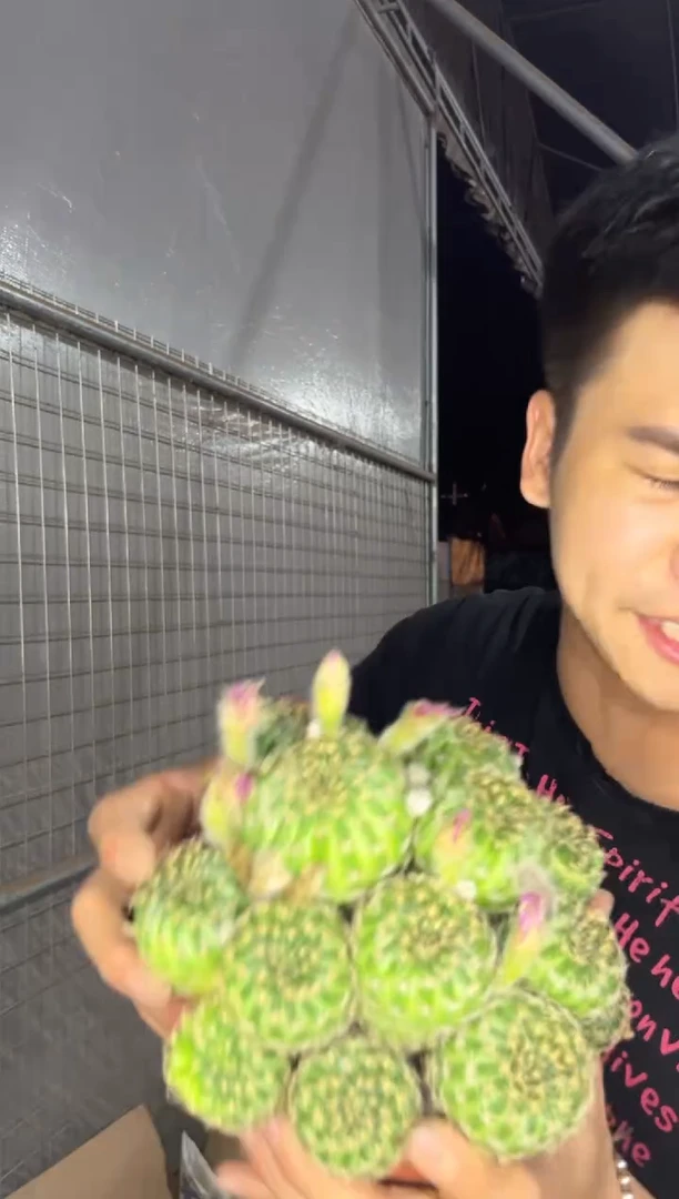 阳春丸 群生【带根】不指定带花苞