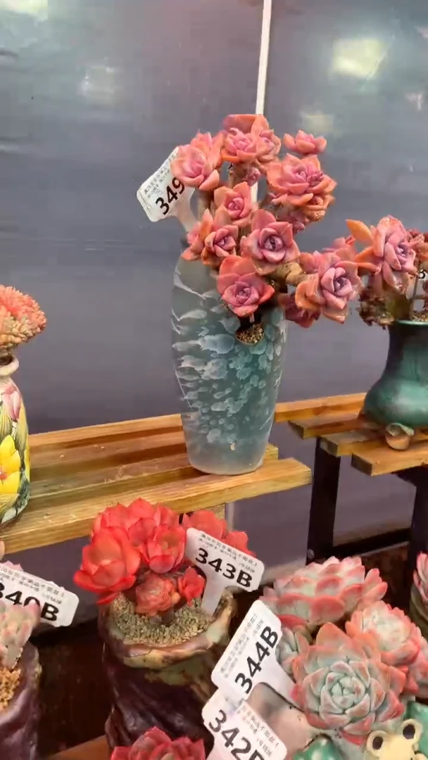 349B（一物一拍实付满28发货，默认不带盆土）