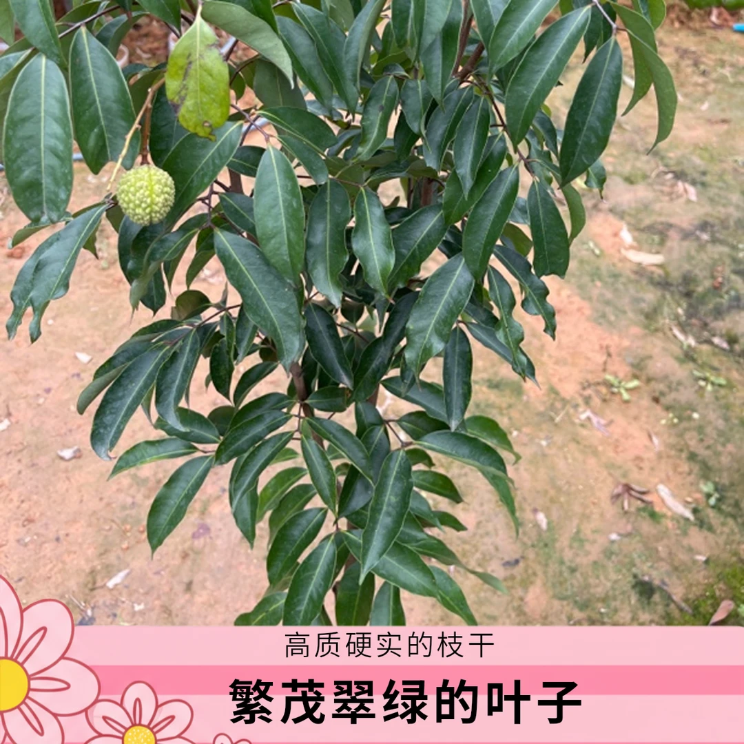 大荔枝树苗广西正宗嫁接无核冰荔仙进奉桂味妃子笑特色荔枝苗地栽