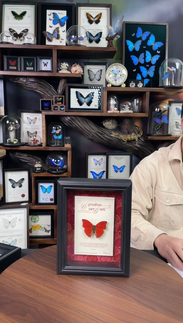 血漪蛱蝶-红布底悬浮版【7寸欧式框】