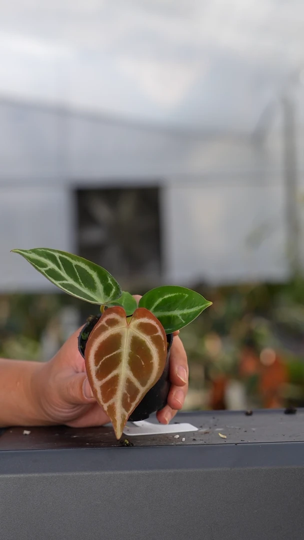 完全开放橘色花烛2号