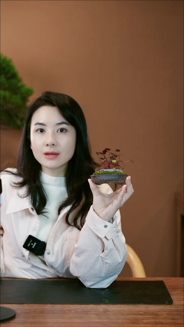 【闪购商品】盆景山野草