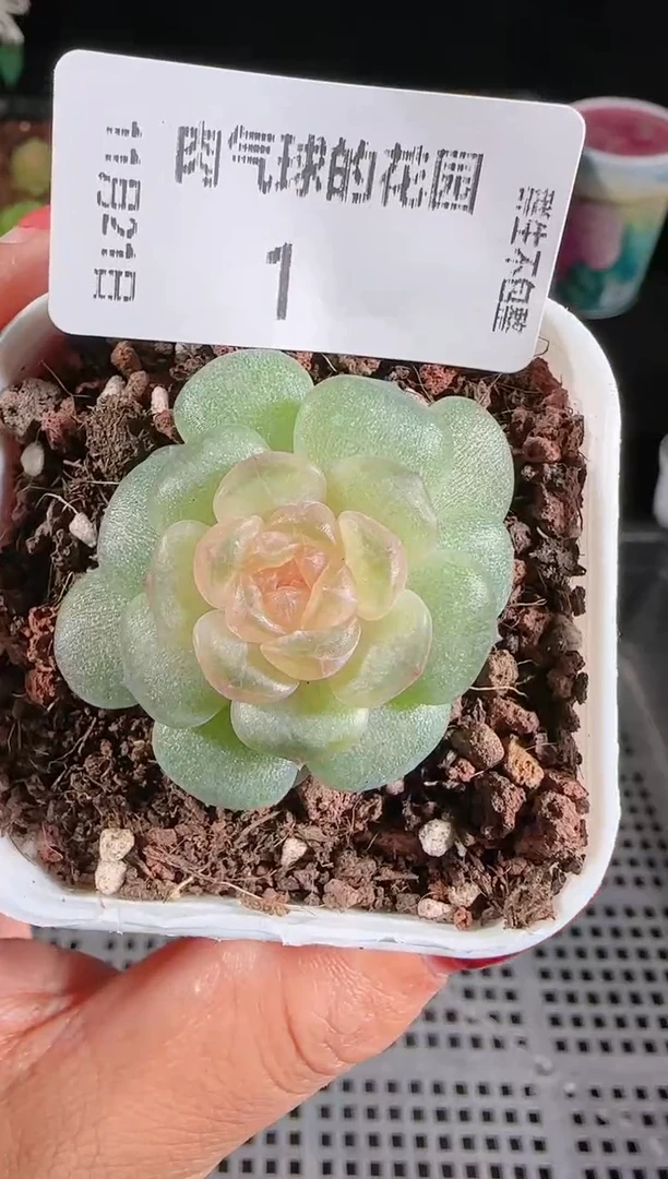 1121-01流莹群生不包整