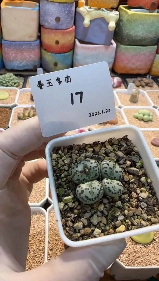 【闪购商品】25.1.25-17