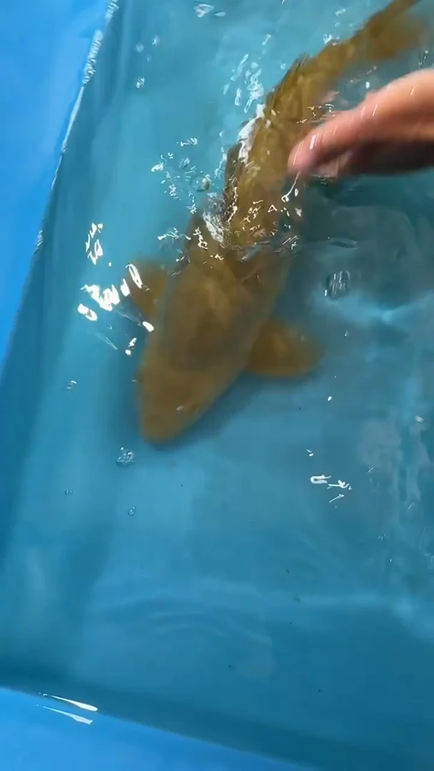 锦鲤太饱锦鲤36cm-45cm不包邮到付