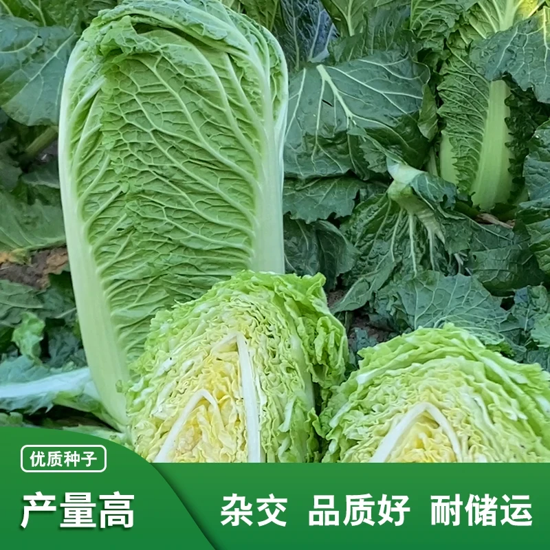 绿宝石胜根赢豪双抗大白菜种子大全秋播高产抗病根肿耐储白菜种