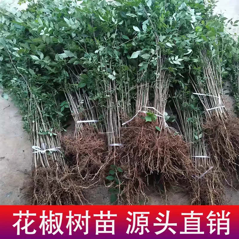 重庆江津九叶青花椒树苗特麻特香品种