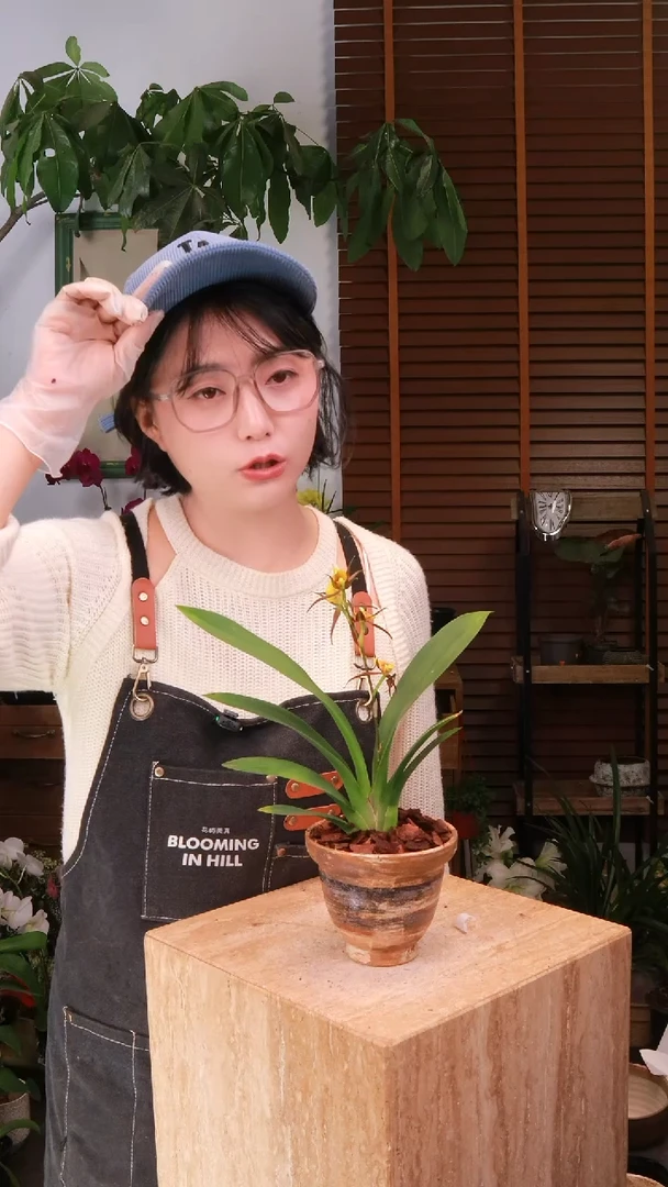 无花朵 黄色蜘蛛兰 带盆 种好发货 顺丰包邮