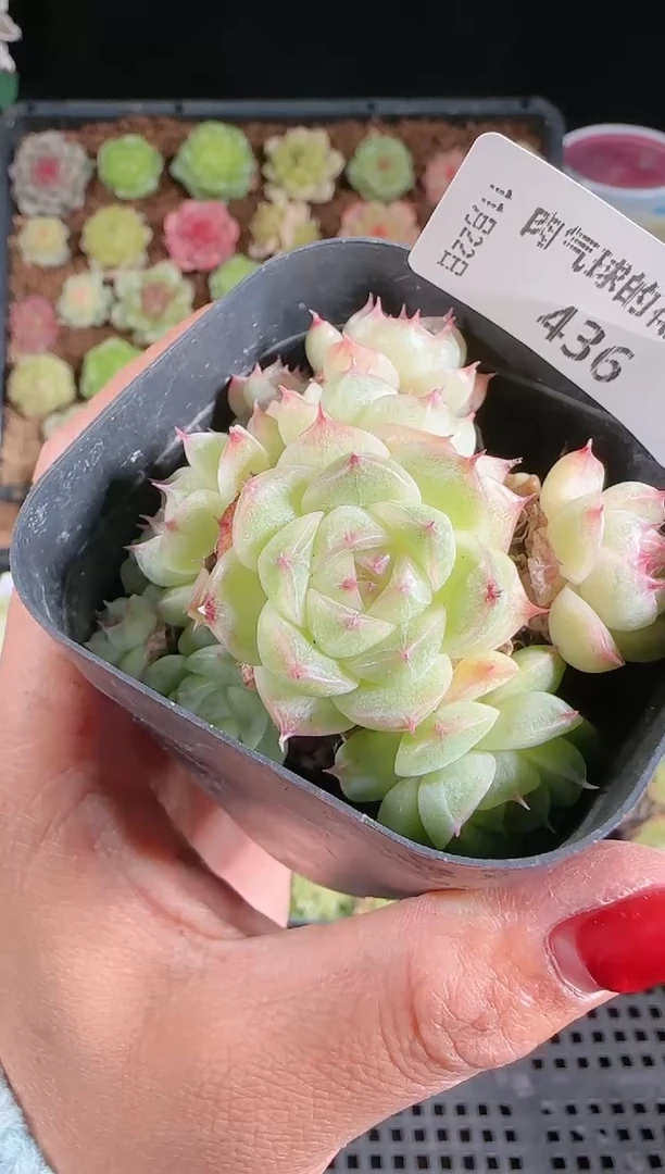 1122-436群生不包整