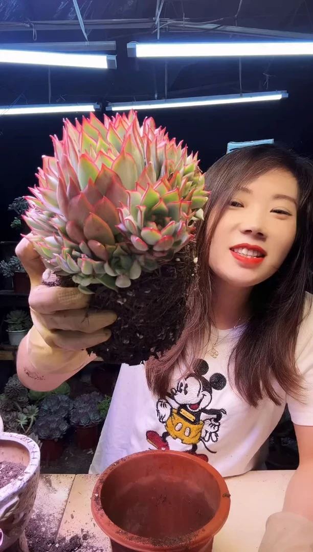 宝莲灯群