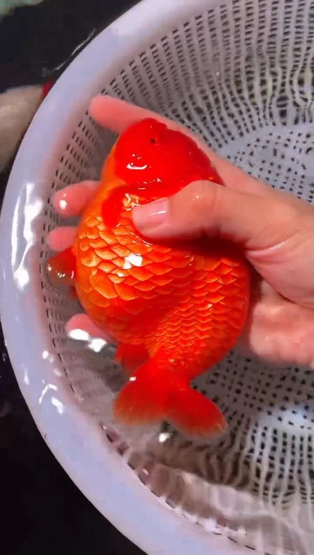 金鱼（运费到付，马印灯下展示）福州追鱼兰寿金鱼