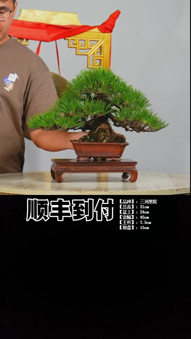 无花朵颖*陈b820三河黑松buaboyou