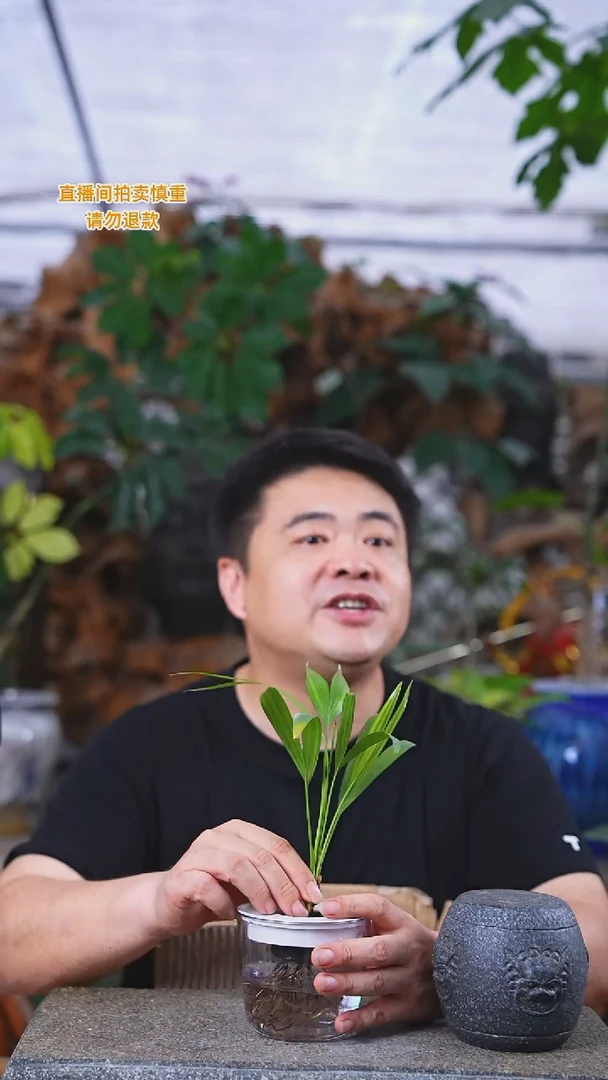 当前无花栽培后可以开花夏威夷337T