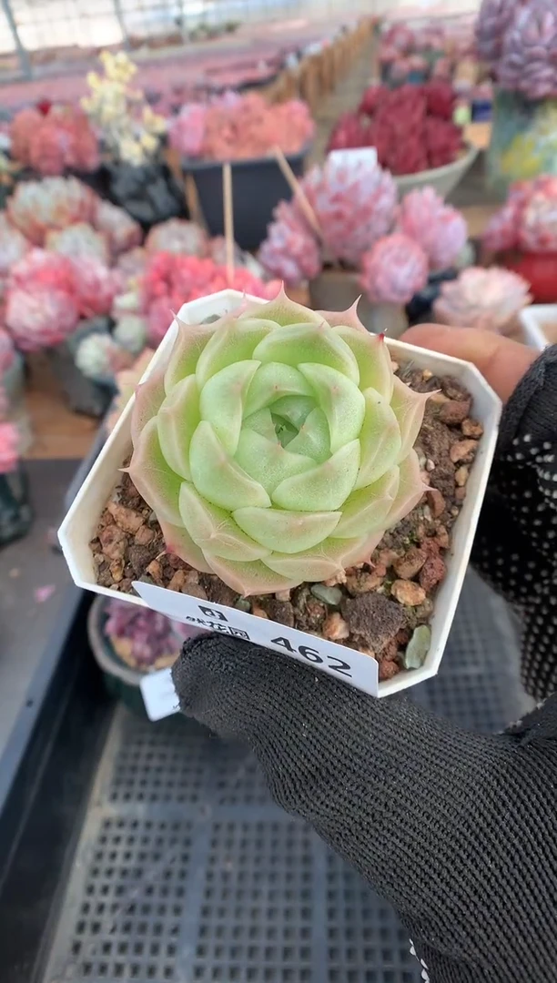 462麦秆多肉植物一物一拍