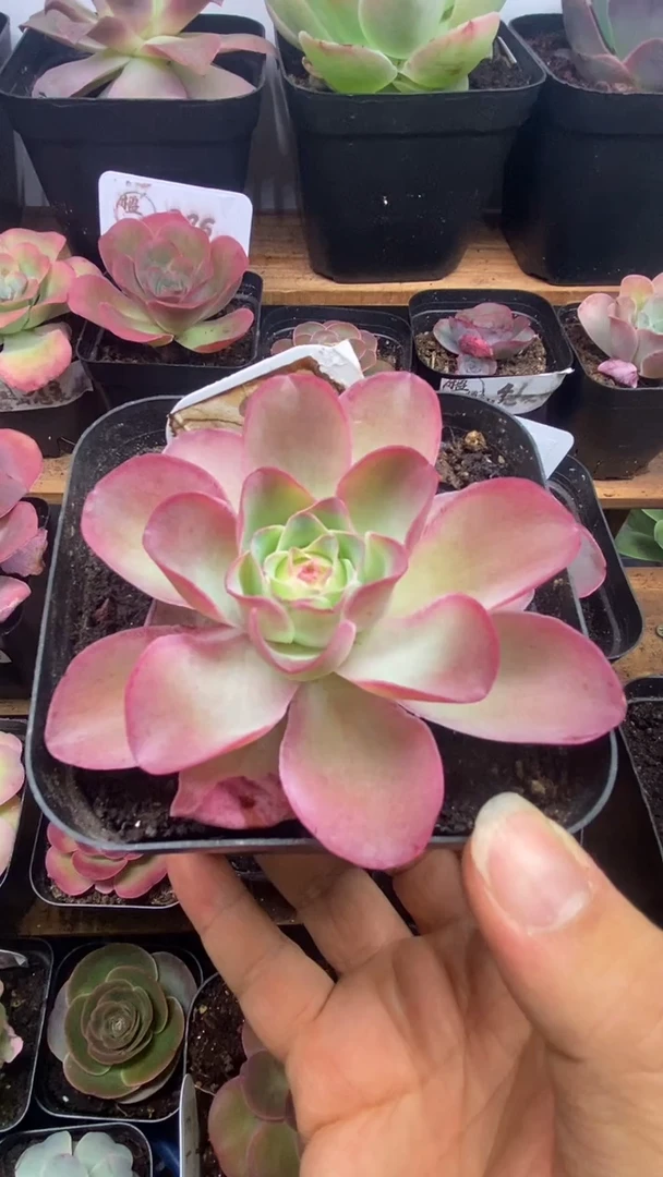 楹楹山地玫瑰/97/10cm