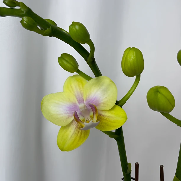 诗坊蝴蝶兰「祥云」清新室内阳台桌面盆栽