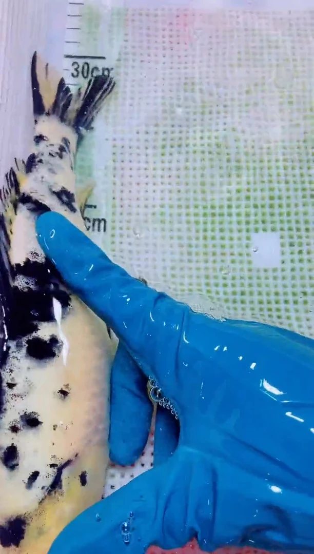 锦鲤血统锦鲤全场包邮79