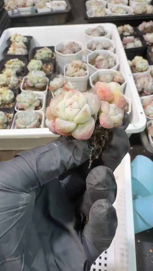 【闪购商品】72号到手1棵--江北一物一拍