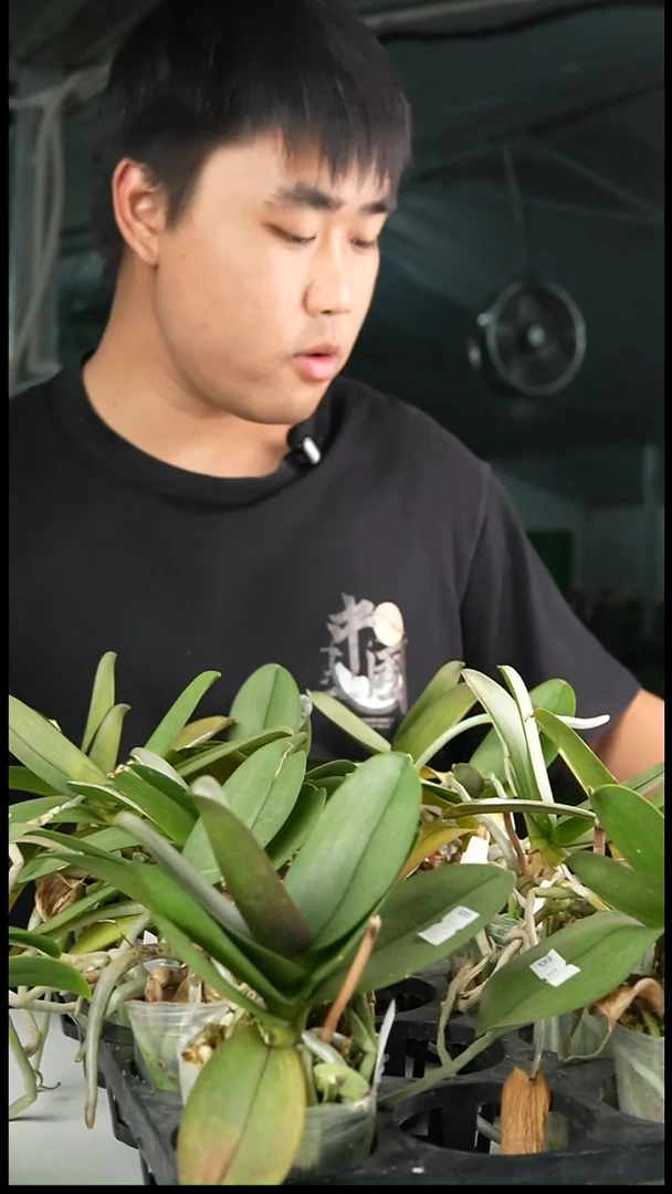 当前无花栽培后可以开花《花豹》 丰花 剪梗苗 爆根 纯苗（叶黄）