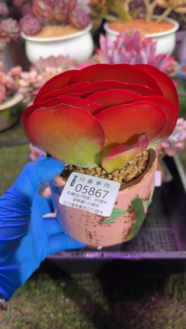 【闪购商品】05867