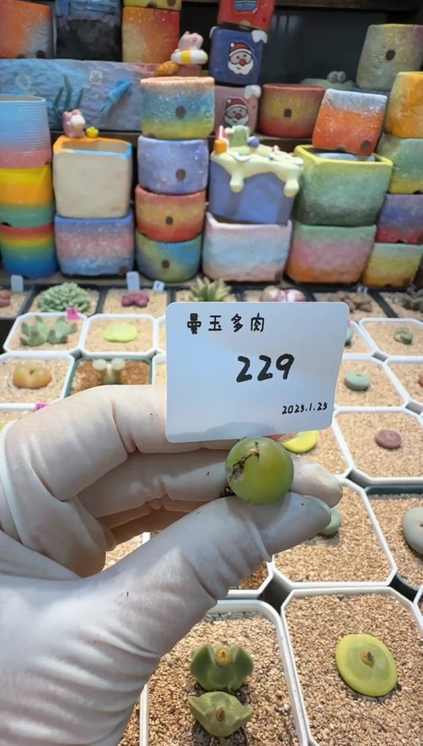 【闪购商品】25.1.25-229泡泡