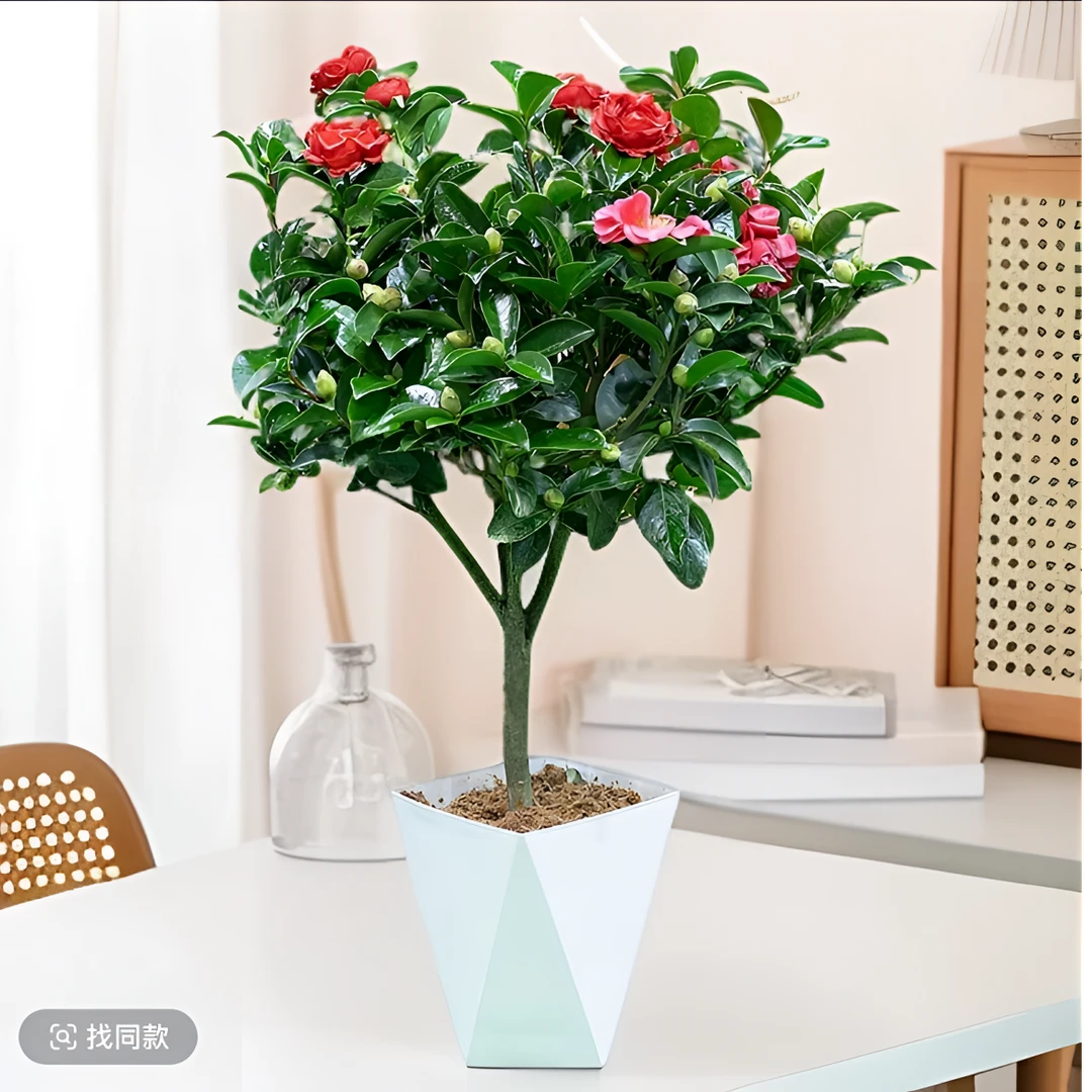 【70-80cm】3年老庄赤单红红茶花四季山茶开花室内花卉植物好养耐旱