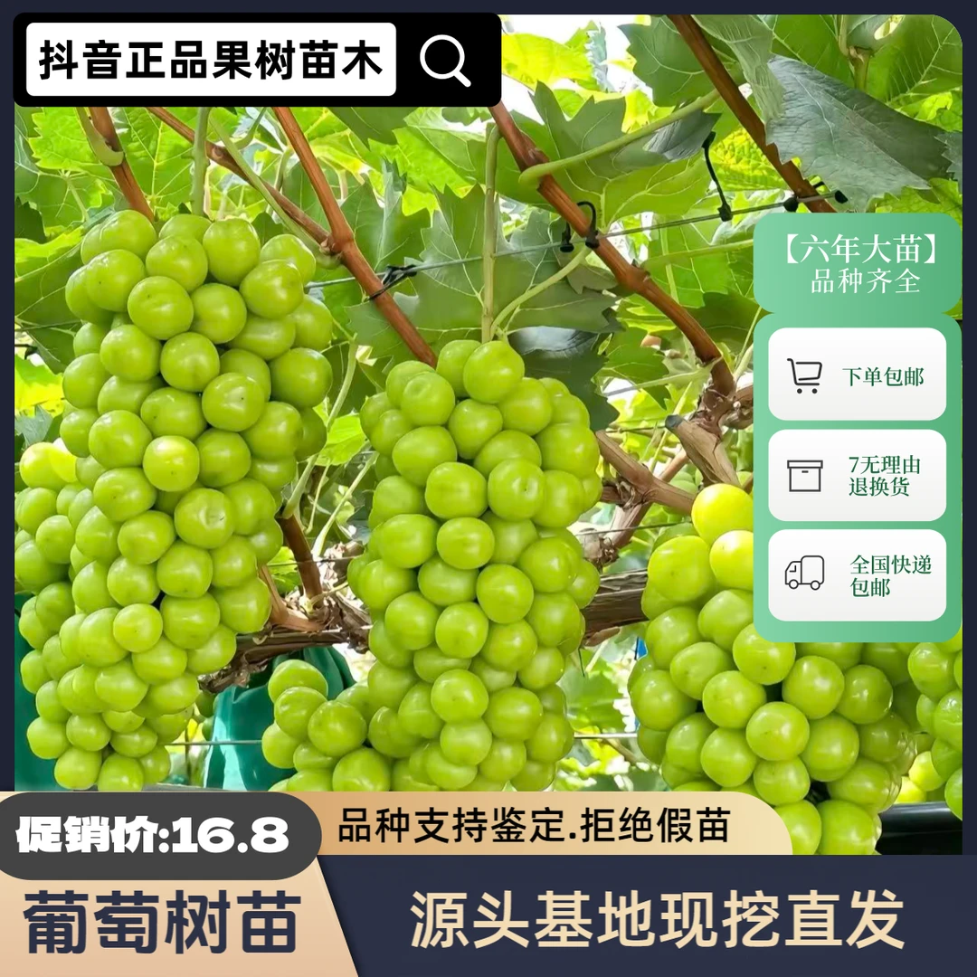 葡萄树苗南北方庭院地栽阳台盆栽种植耐寒易活葡萄苗果树当年挂果