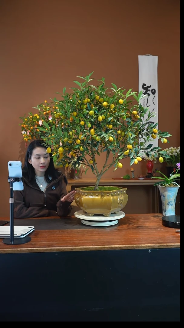 全部花朵脆皮金枣盆景盆景盆景