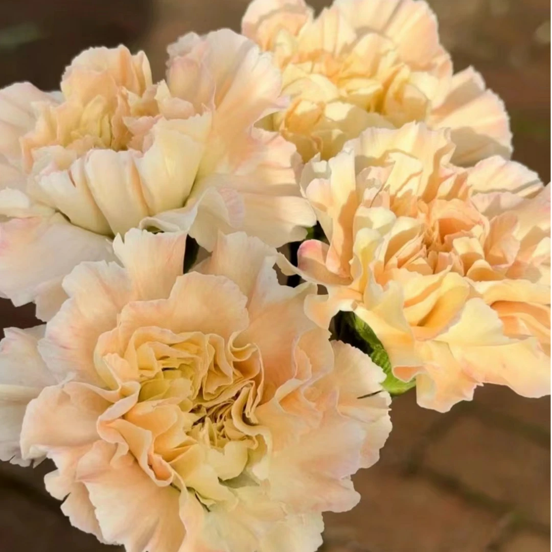 18芙蓉康乃馨10支+黄橙混色小菊3支+白色紫罗兰一把+树脂花瓶一个