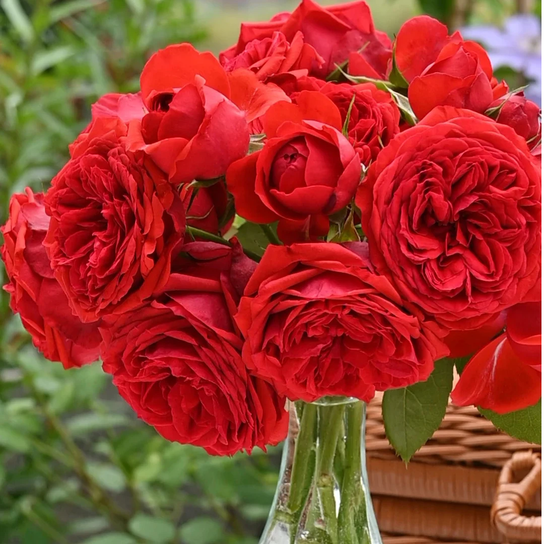 【初见花园】红苹果 根接1加仑 月季切花复花庭院抗病耐热玫瑰