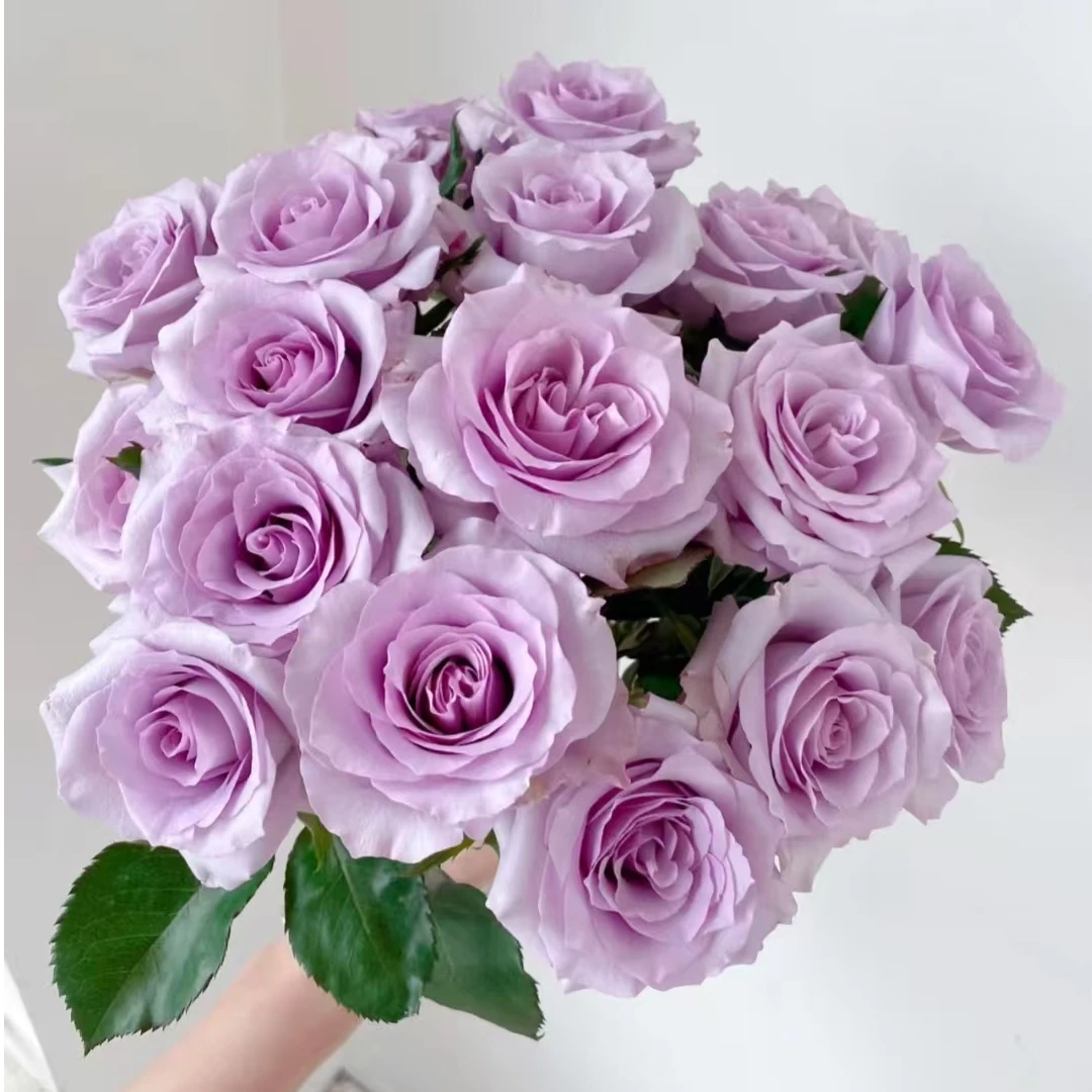 （海洋之歌单头玫瑰）云南直发日常洋牡丹鲜花养护插瓶