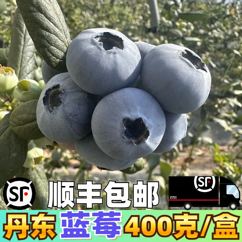 丹东蓝莓L25<顺丰包邮>新鲜采摘400g/每盒