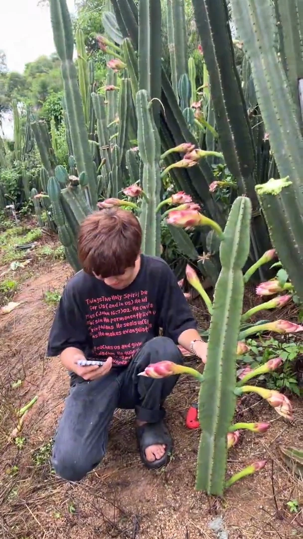 50cm 量天尺【无根】【不带花苞】