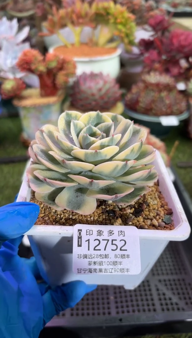 【闪购商品】12752