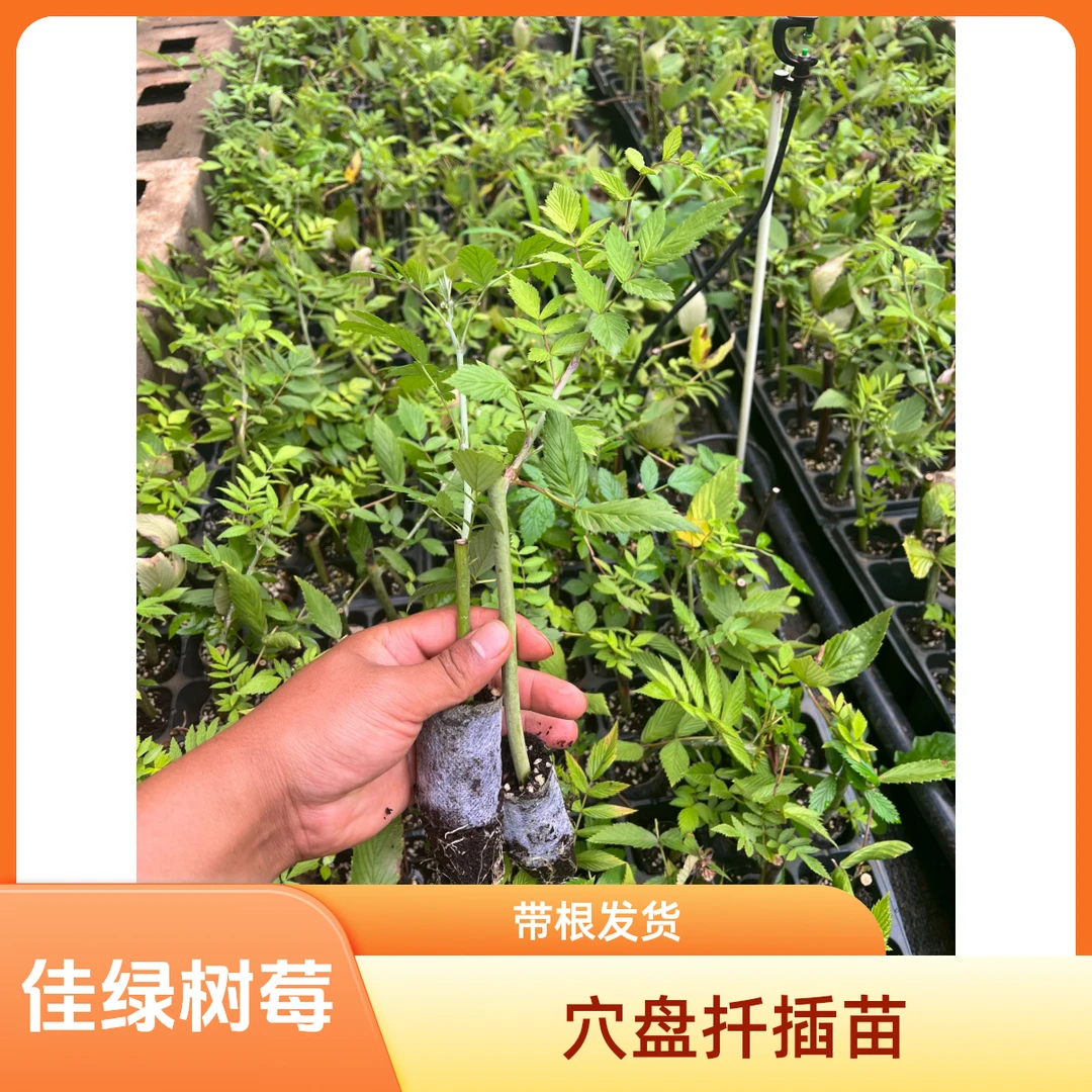 黑莓 黑泡 黄泡【扦插】苗，好养活成活率高，此苗无售后98%成活率