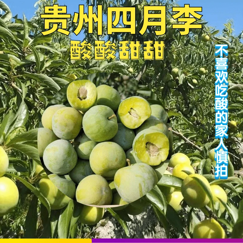 【顺丰发货】贵州省四月李脱骨李李子贵州省