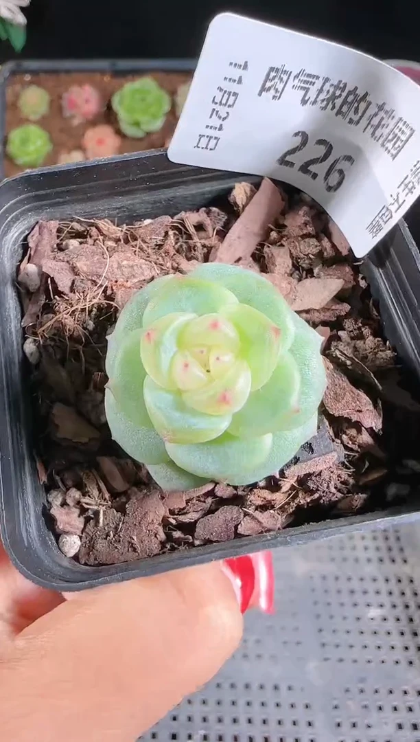 1121-226灵雨群生不包整