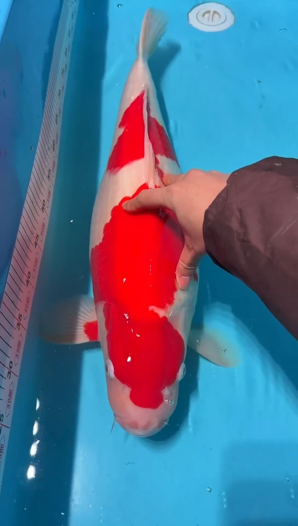 锦鲤信**敌红白 66cm